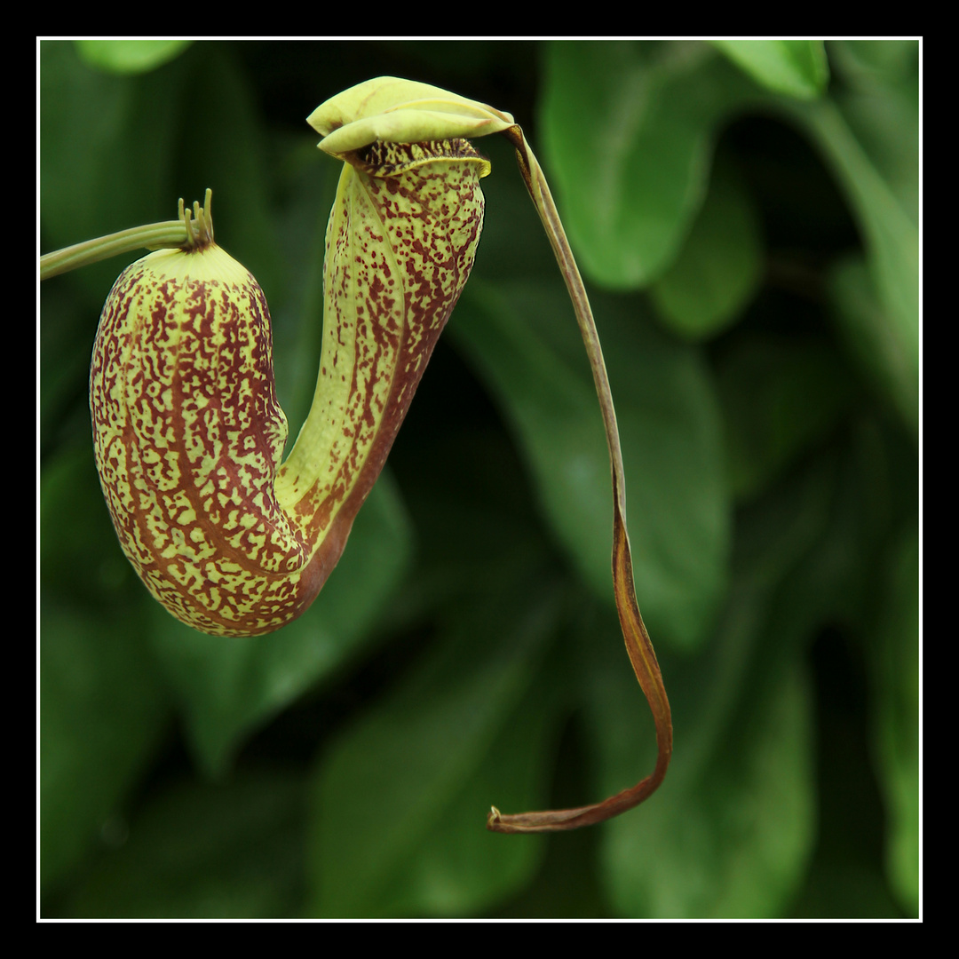 Aristolochia trilobata