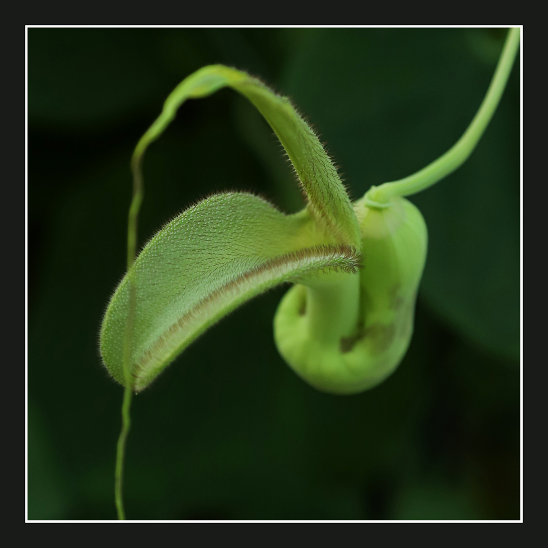 Aristolochia_pohliana