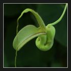 Aristolochia_pohliana