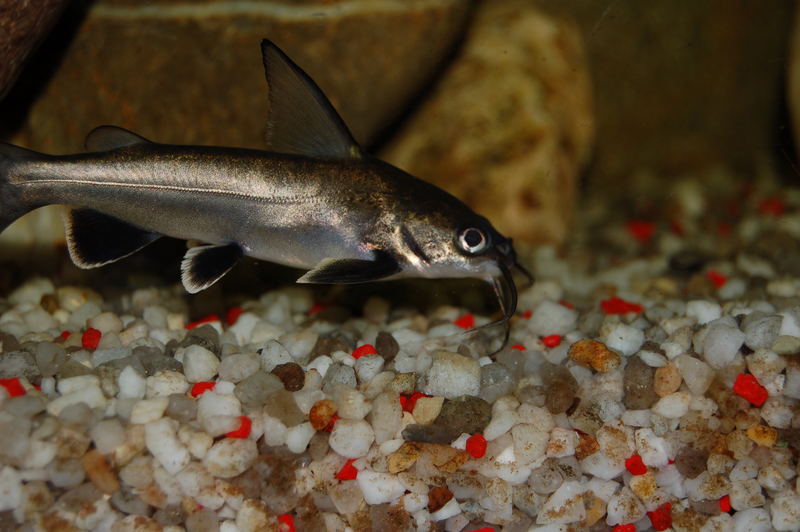 Arius Seemani ( Minihai ) Foto & Bild | tiere, haustiere, aquaristik