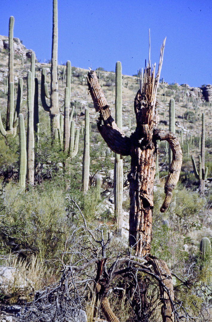 Arizona 1990