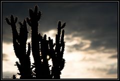 Arizona auf der Fensterbank