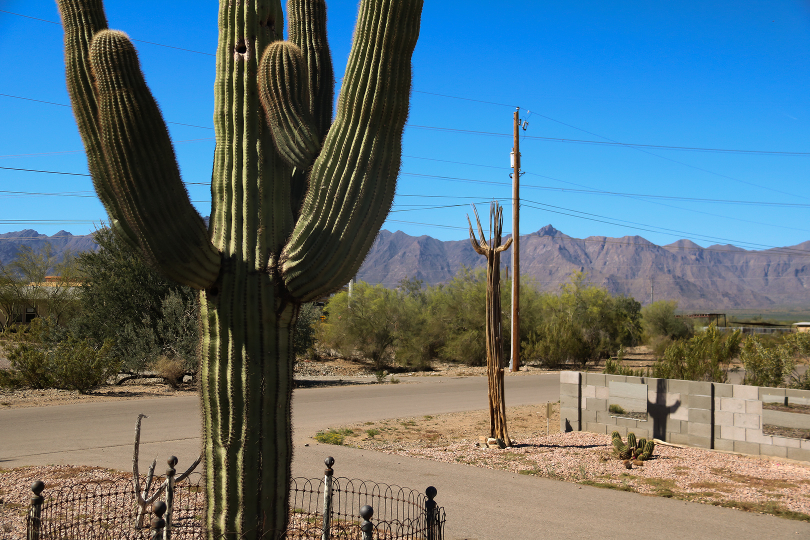 Arizona flora