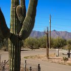 Arizona flora