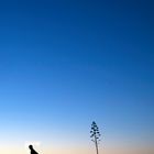 arizona minimalism