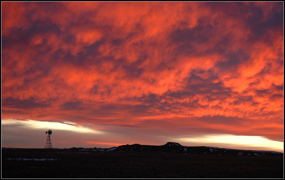 arizona red