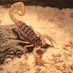 arizona scorpion