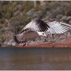 Arizona Seagull