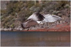 Arizona Seagull