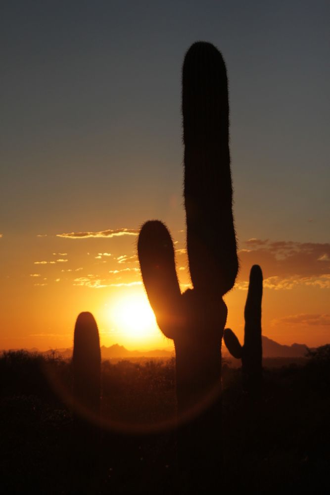 Arizona Sunset