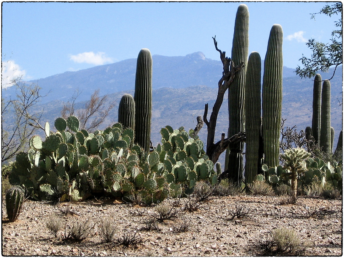 ARIZONA...IM SAGUARO NATIONALPARK OST...