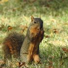 Arkansas Squirrels, ein Eichhörnchen