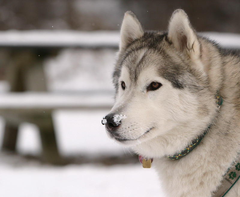 Arkon - Portrait