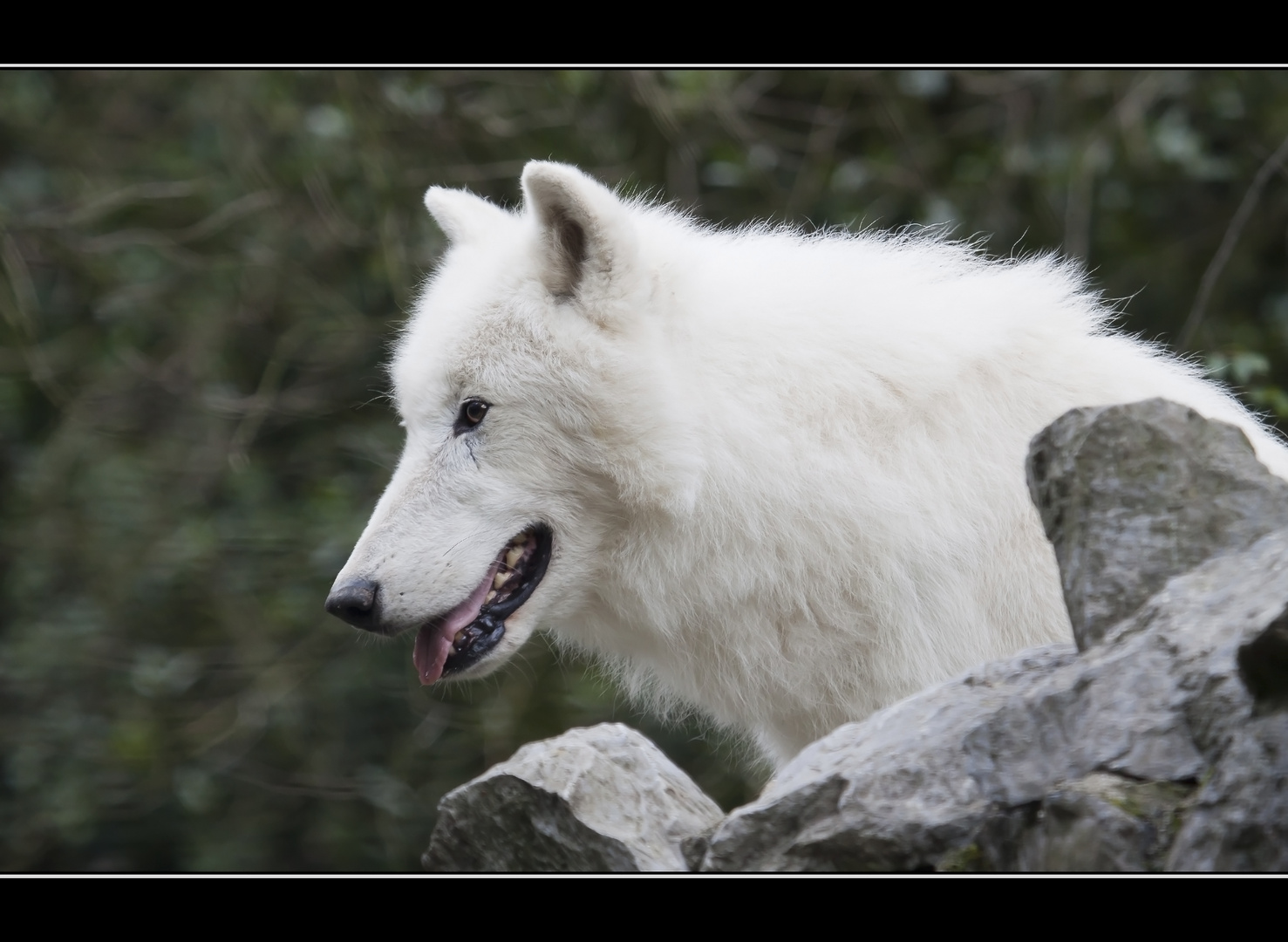 Arktic Wolf...........