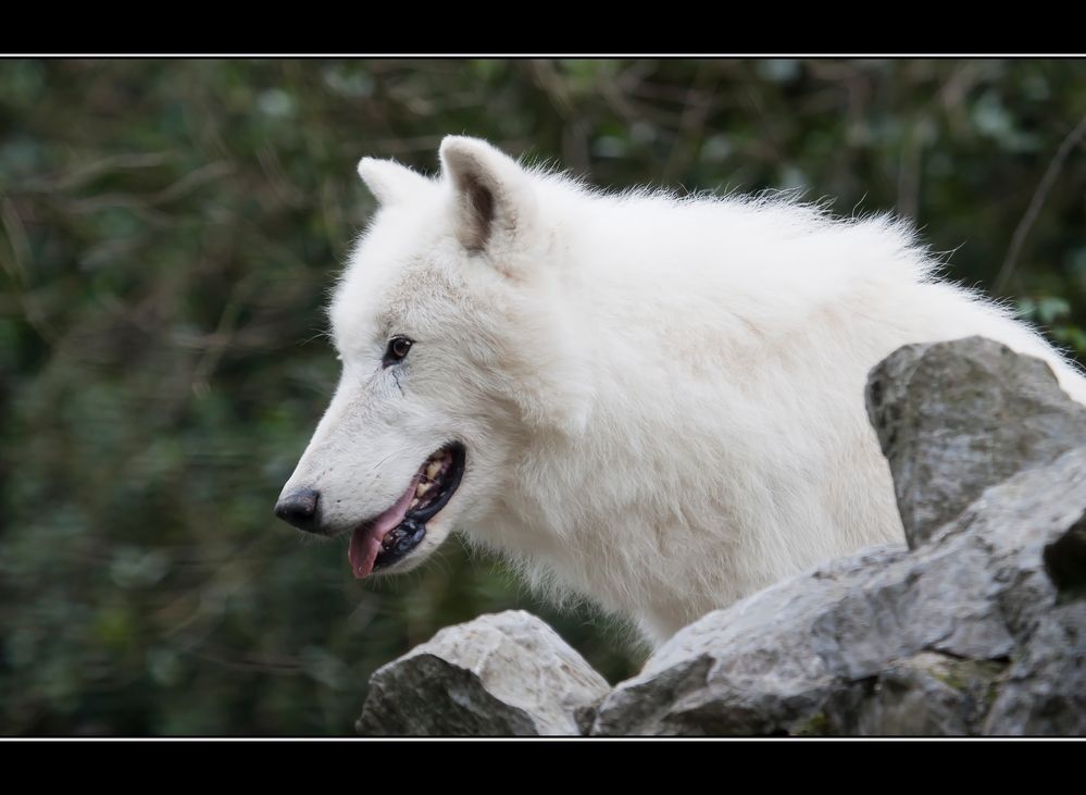 Arktic Wolf...........