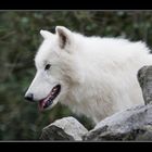 Arktic Wolf...........