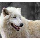 Arktic Wolf