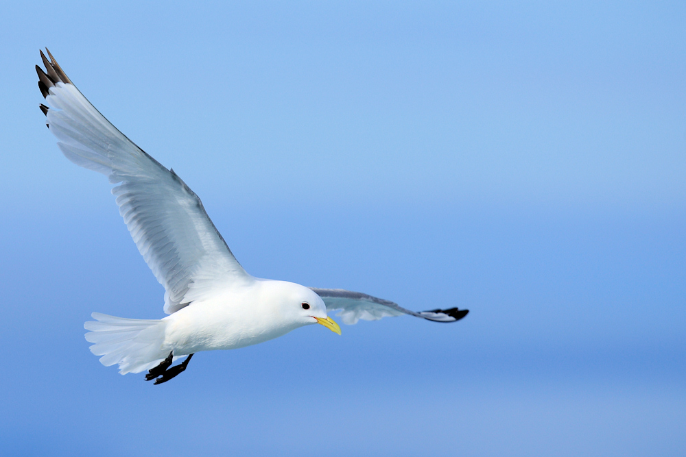 Arktis-Möwe Foto & Bild | tiere, wildlife, wild lebende vögel Bilder ...