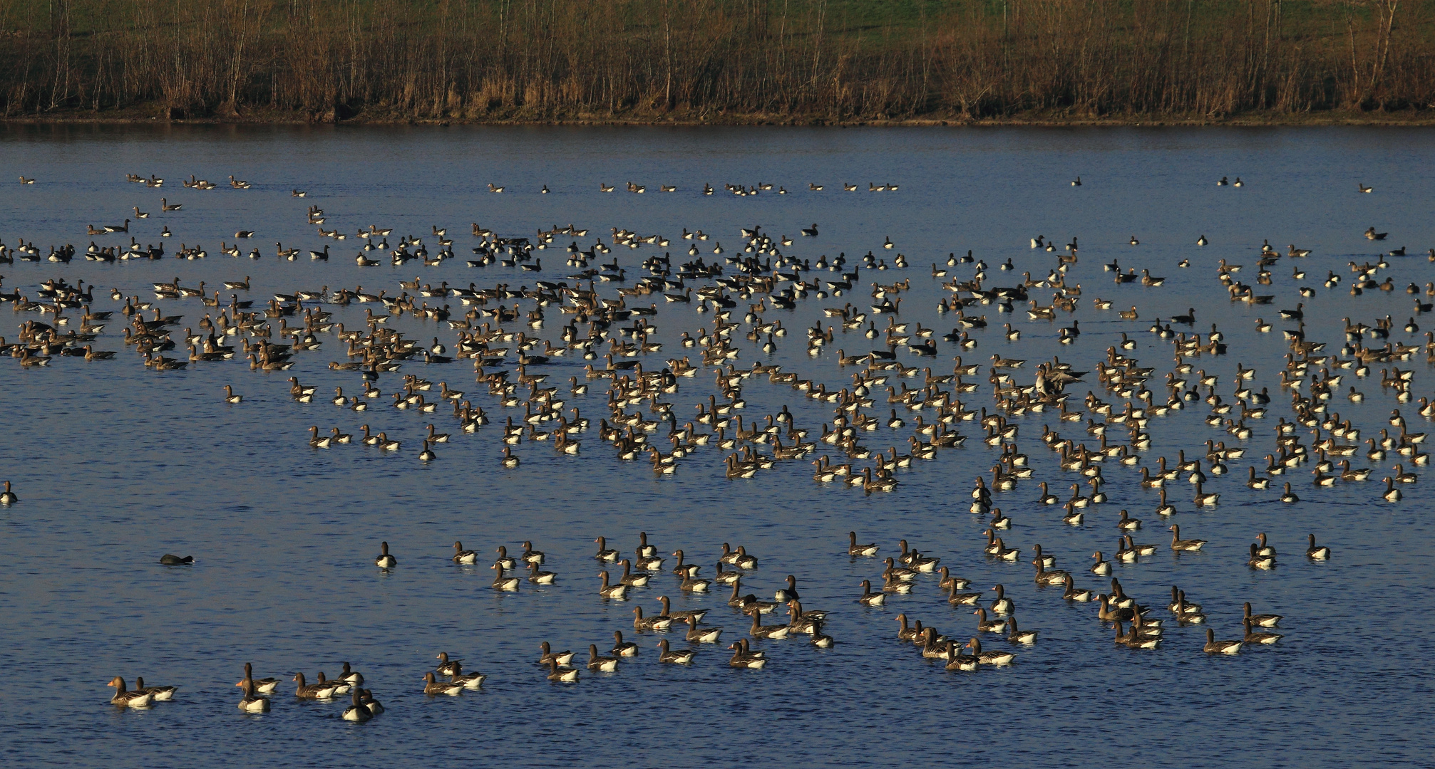 Arktische Blässgänse am Niederrhein