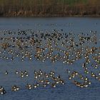 Arktische Blässgänse am Niederrhein