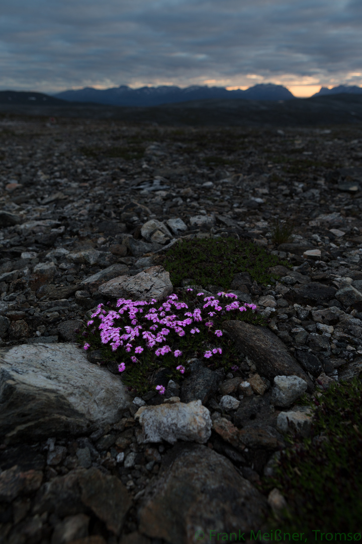 Arktische Blume