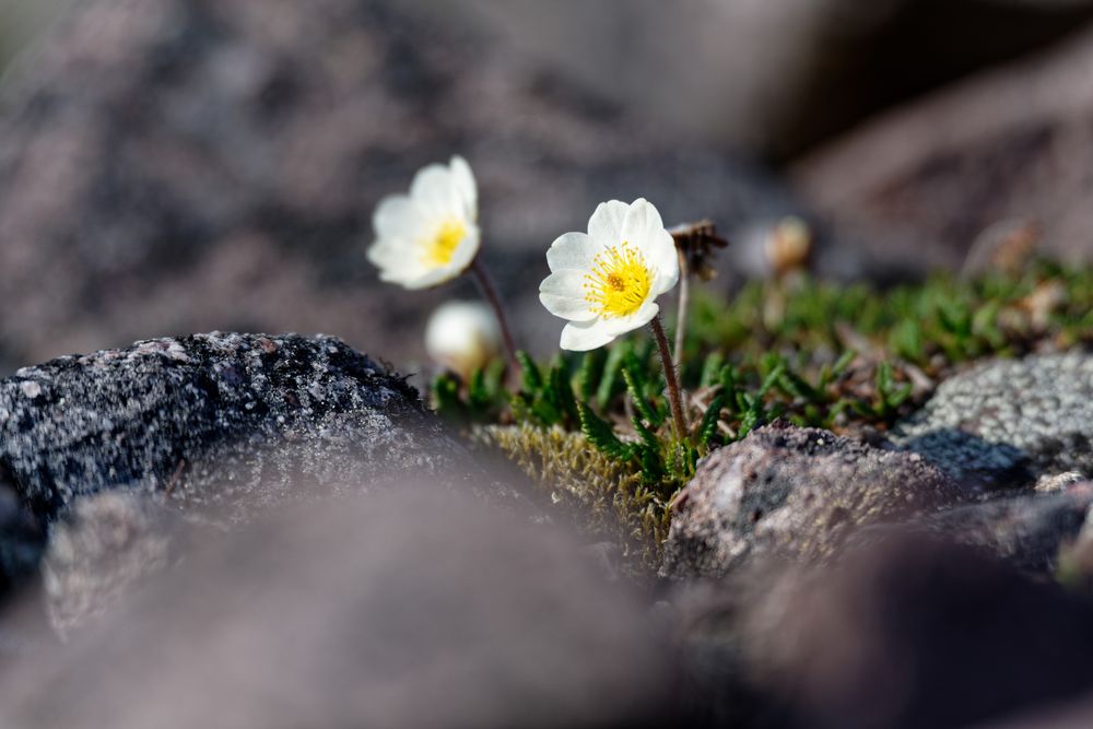 Arktische Blume