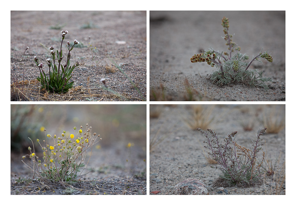 Arktische Blumen