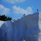 Arktische Impressionen im Karlsruher Zoo