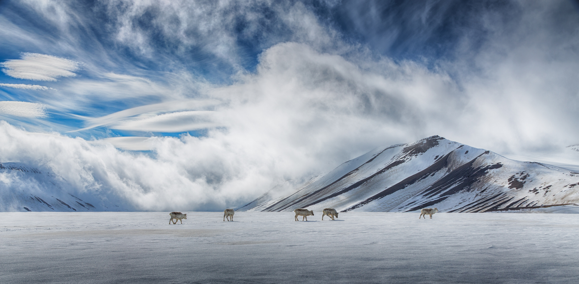 Arktische Rentiere auf Spitzbergen