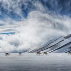 Arktische Rentiere auf Spitzbergen