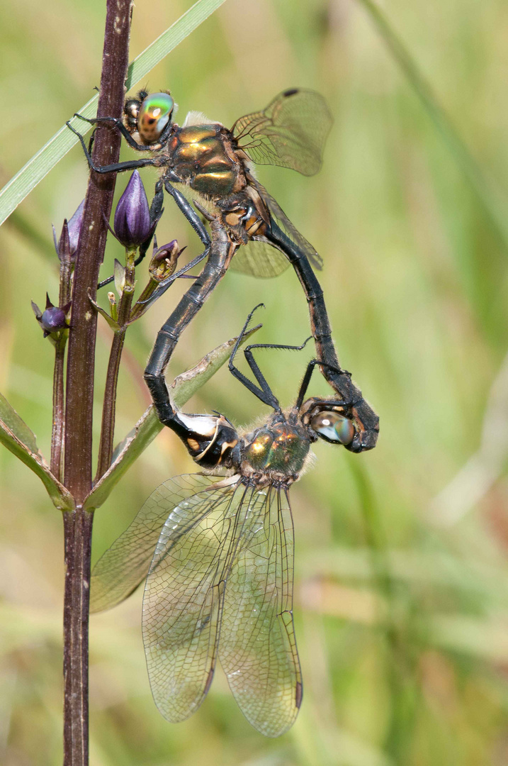 Arktische Smaragdlibelle