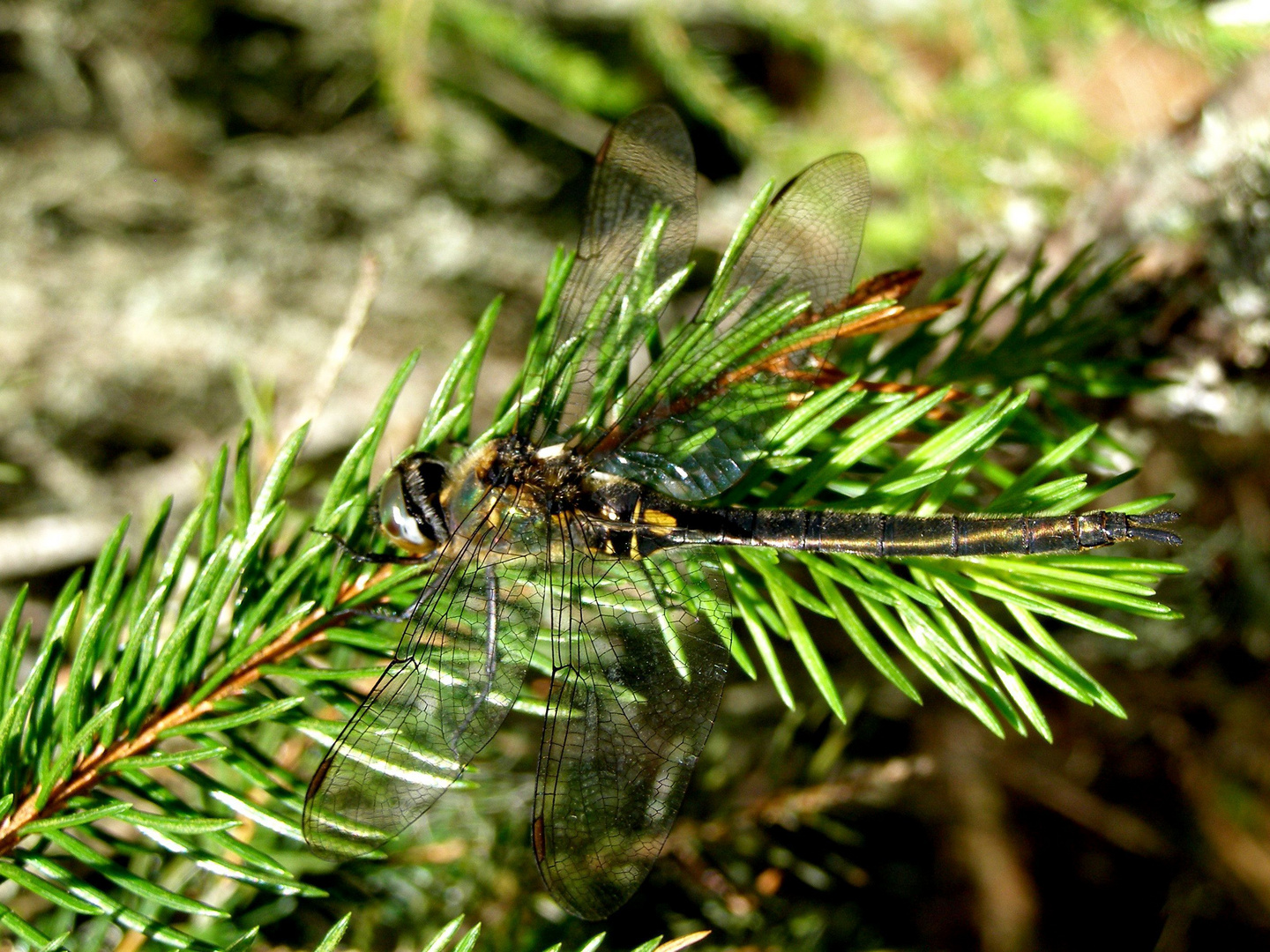 Arktische Smaragdlibelle (Somatochlora arctica)