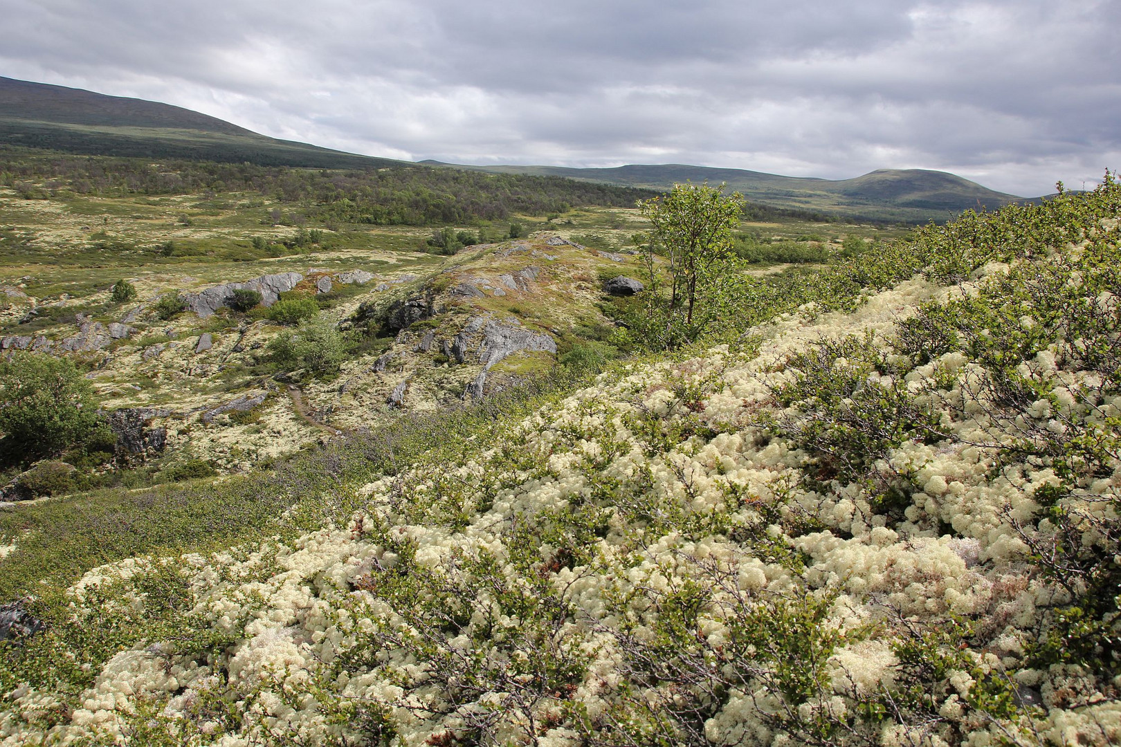 Arktische Weite im Nationalpark Dovrefjell