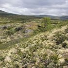 Arktische Weite im Nationalpark Dovrefjell