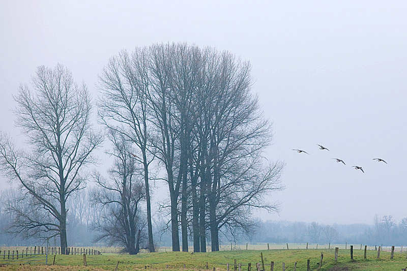 Arktische Wildgänse am Niederrhein - Morgenstimmung auf der Bislicher Insel