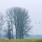 Arktische Wildgänse am Niederrhein - Morgenstimmung auf der Bislicher Insel