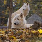 Arktische Wölfe zwischen Herbstlaub