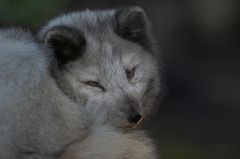 arktischer Fuchs