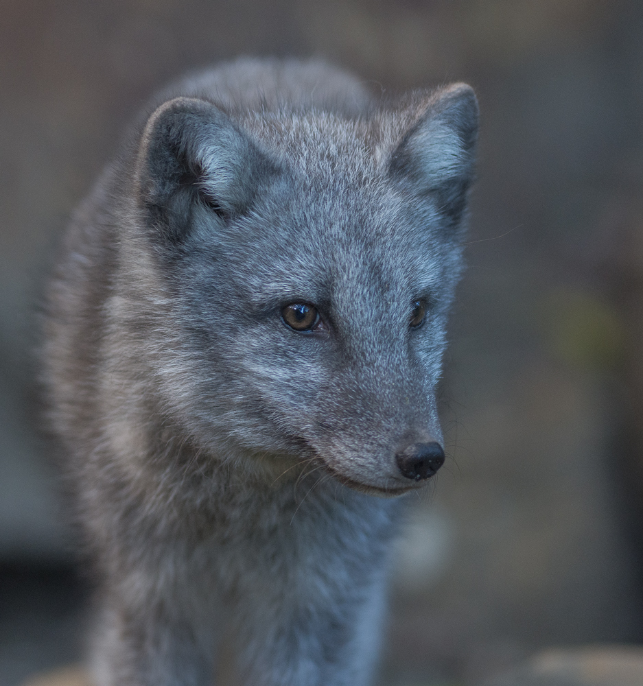 arktischer Fuchs