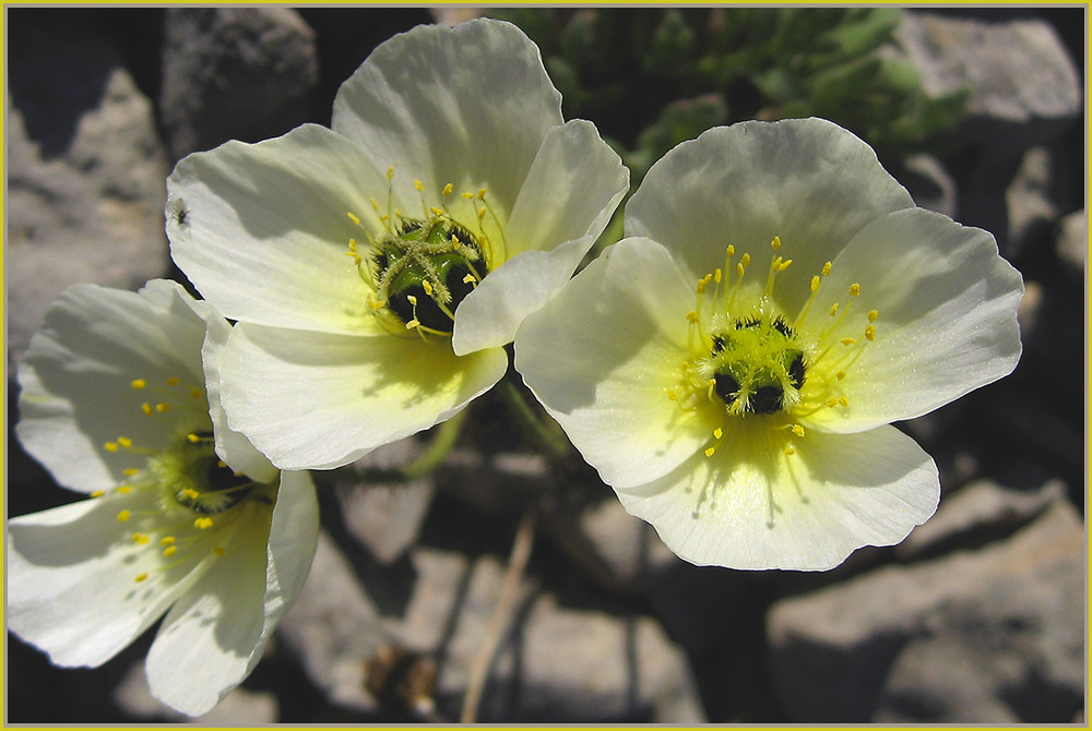 Arktischer Mohn