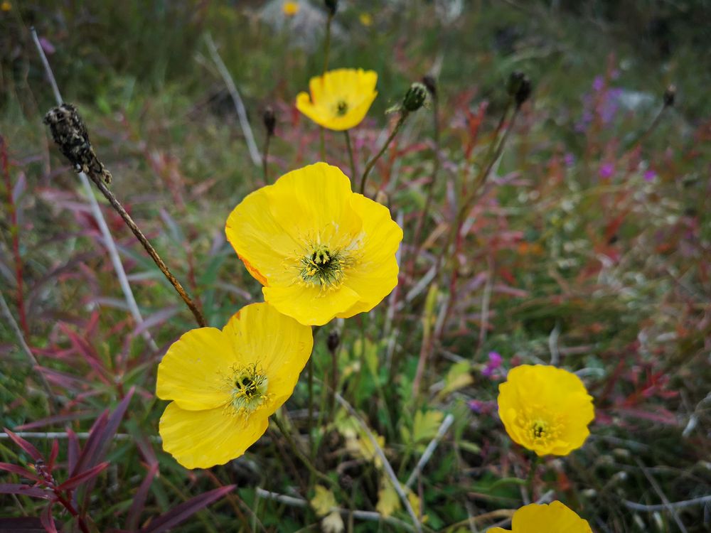 Arktischer Mohn