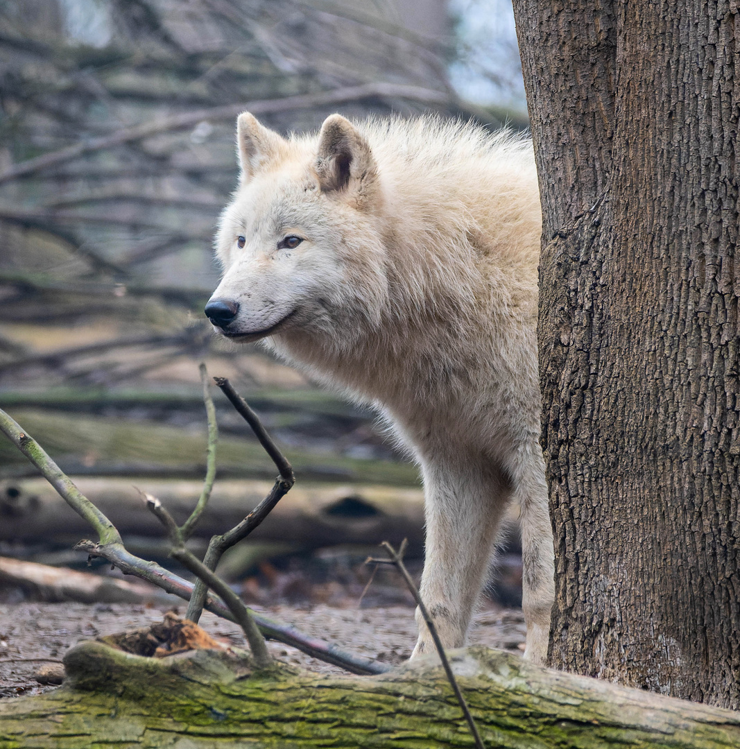 Arktischer Wolf