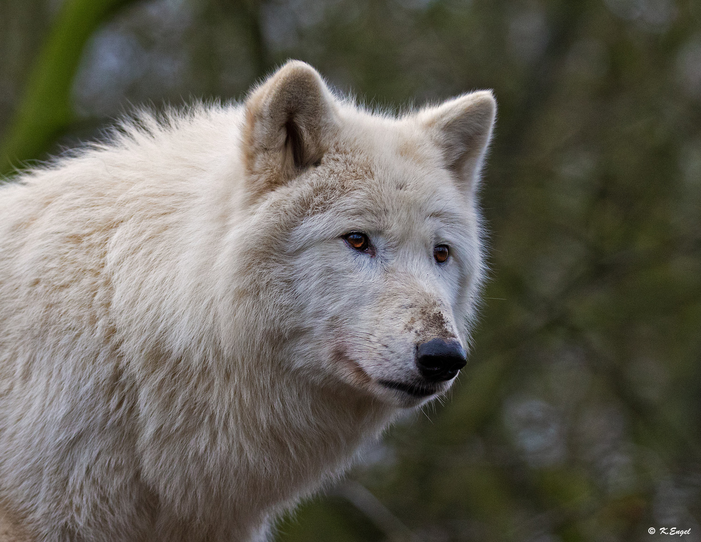 Arktischer Wolf