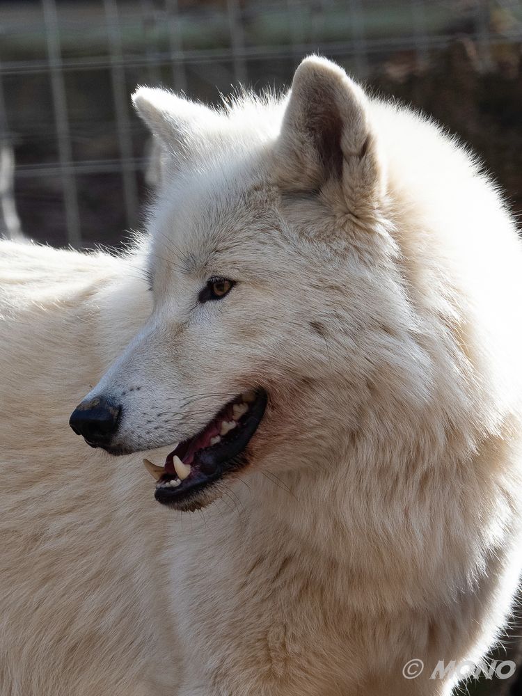 arktischer Wolf