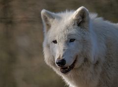 arktischer Wolf