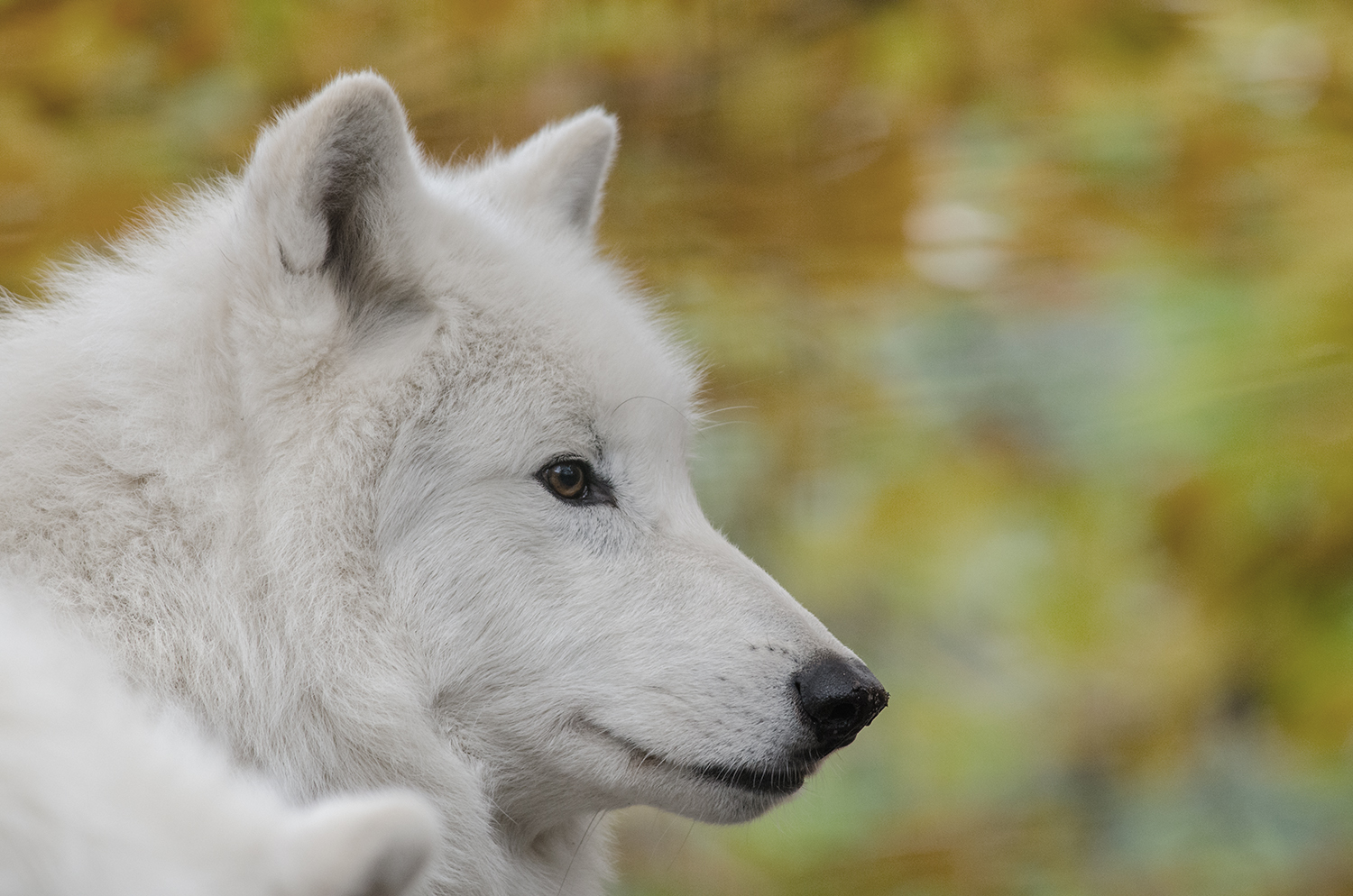 arktischer Wolf