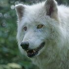 Arktischer Wolf