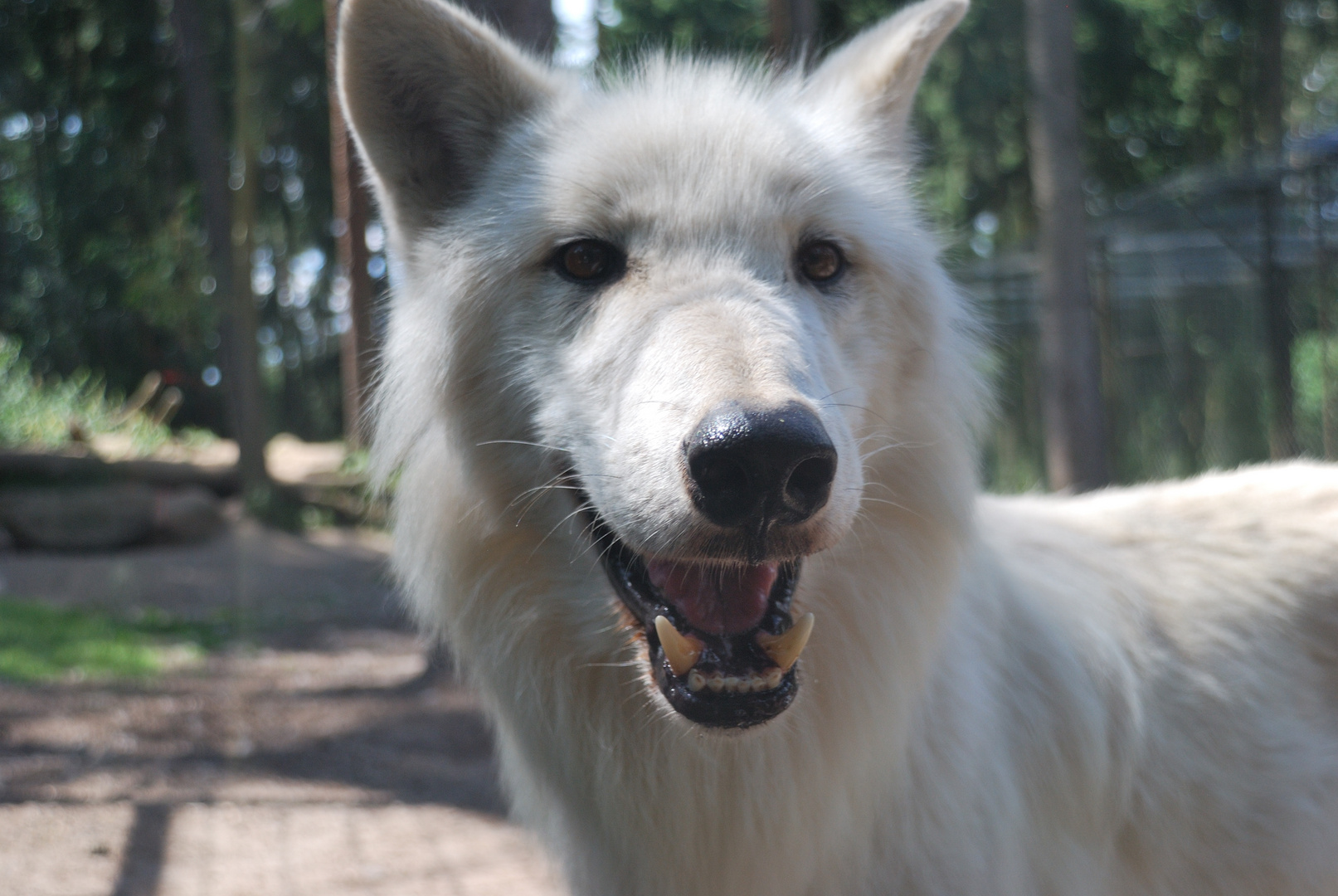 Arktischer Wolf (Canis Lupus Arcticus)