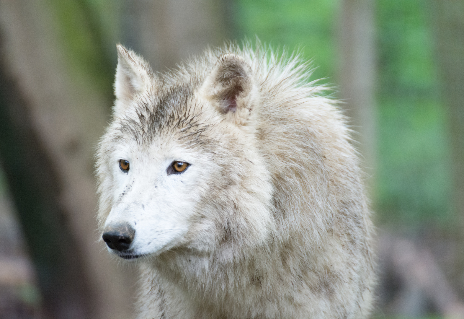 Arktischer Wolf (Canis lupus arctos)