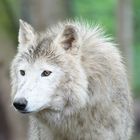 Arktischer Wolf (Canis lupus arctos)